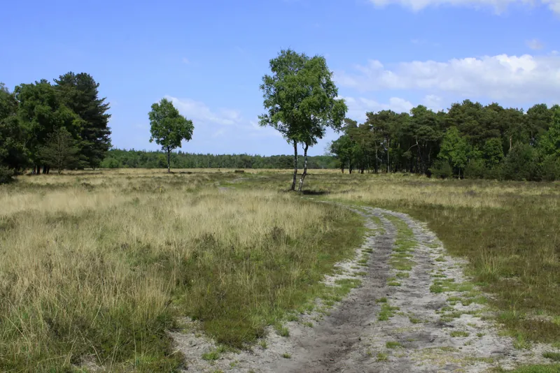 Leersumse Veld op de Utrechtse Heuvelrug